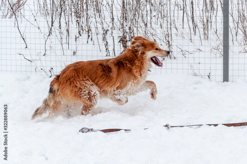 Large, beautiful red, cheerful dogs run and jump joyfully on a snow-covered area in the countryside, enjoying an outdoor walk in good winter weather