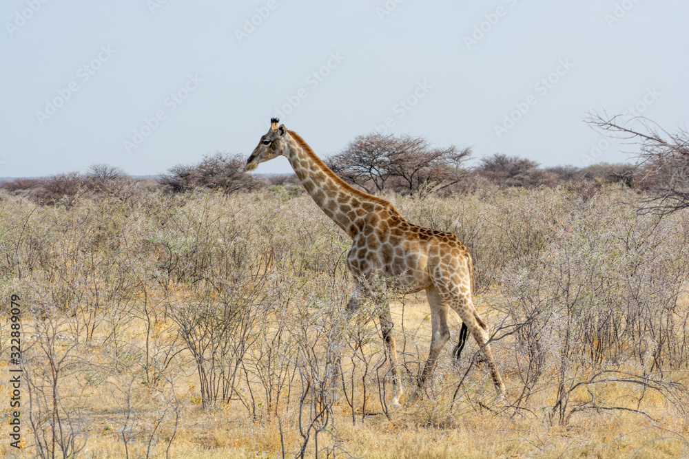 Obraz premium Girafe, Etosha