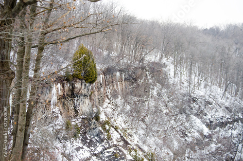 winter tree