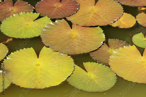 amazing nature shapes and geometry on Waterlillies floating in a pond