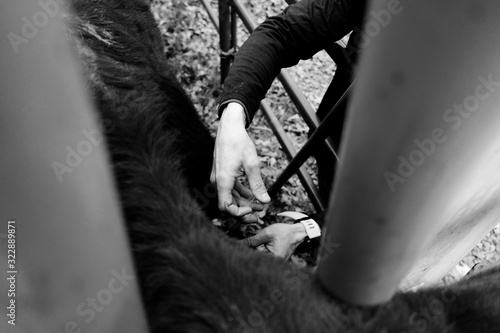 Bilde på lerret Man vaccinating calf in chute on cattle farm lifestyle, concept of working cows in black and white