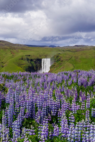 Scenic landscape view of majestic Sk  gafoss Waterfall with blooming purple violet lupine flowers on foreground. Summer season. Tourist the most popular natural attraction in Iceland.