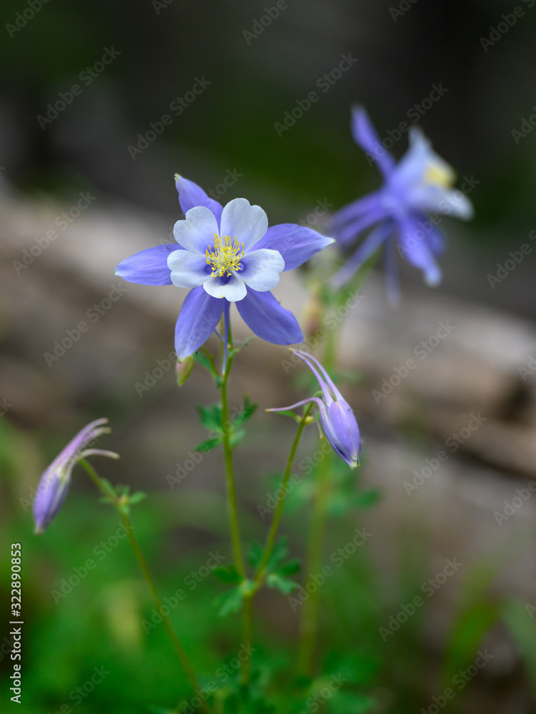 Multiple Columbine Flowers Multiple Columbine Flowers