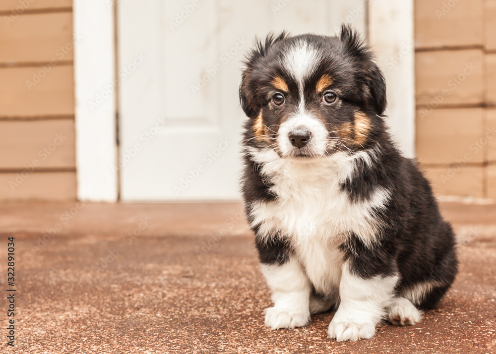 adorable dog puppy border collie 