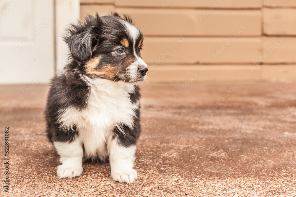 adorable dog puppy border collie adorable dog puppy border collie