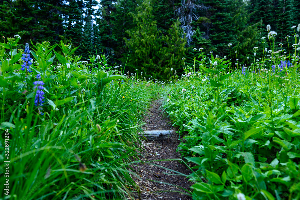 Fototapeta premium Narrow dirt trail through alpine meadow