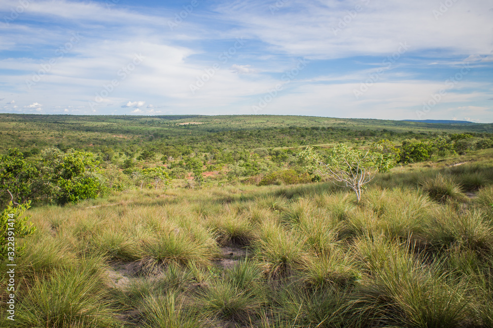 The beautiful vegetation of the Brazilian savannah and its exotic landscapes
