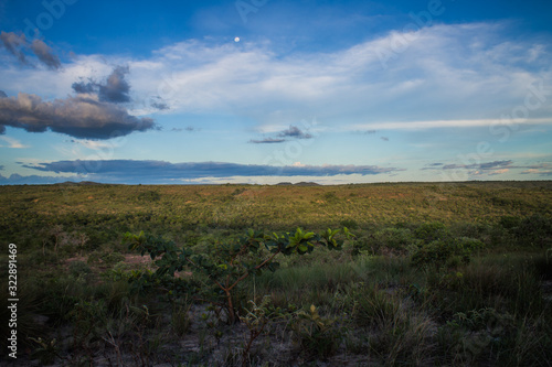 The beautiful vegetation of the Brazilian savannah and its exotic landscapes