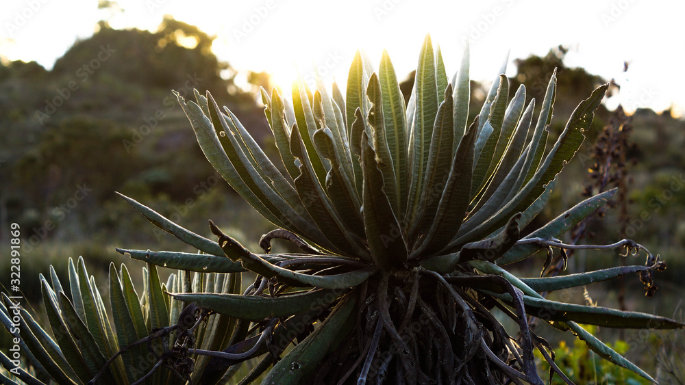 Fototapeta premium Páramo frailejón 