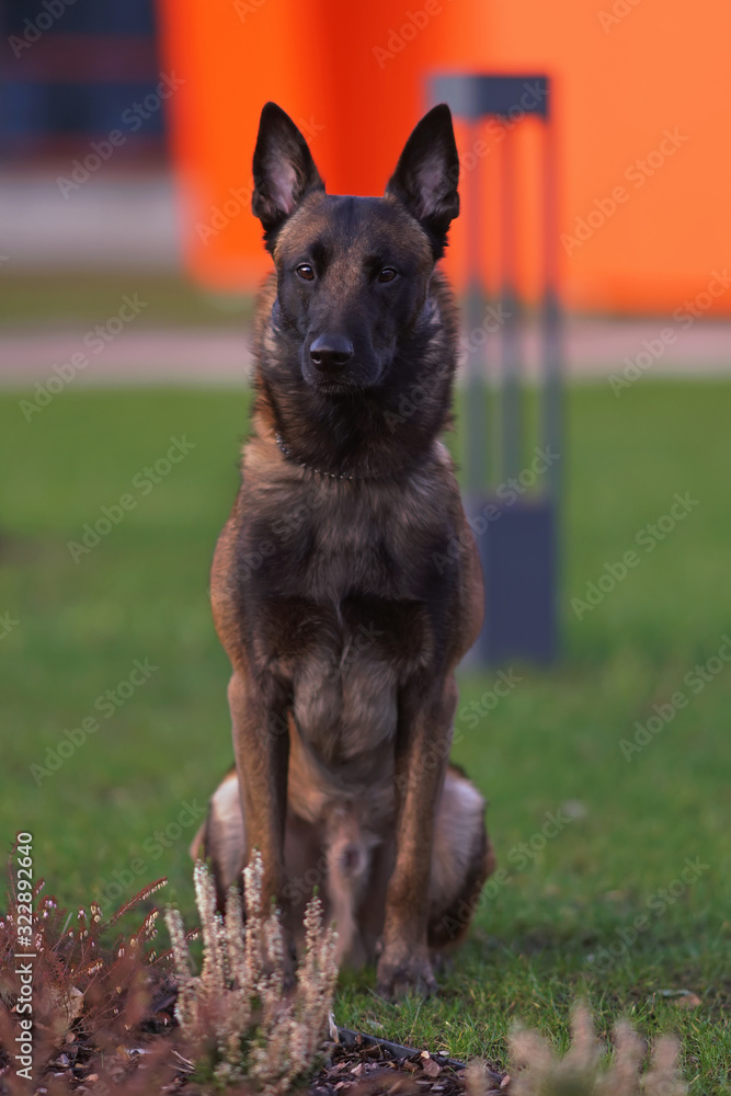 Young serious Belgian Shepherd dog Malinois with a chain collar sitting outdoors on a green grass in a city park Young serious Belgian Shepherd dog Malinois with a chain collar sitting outdoors on a green grass in a city park