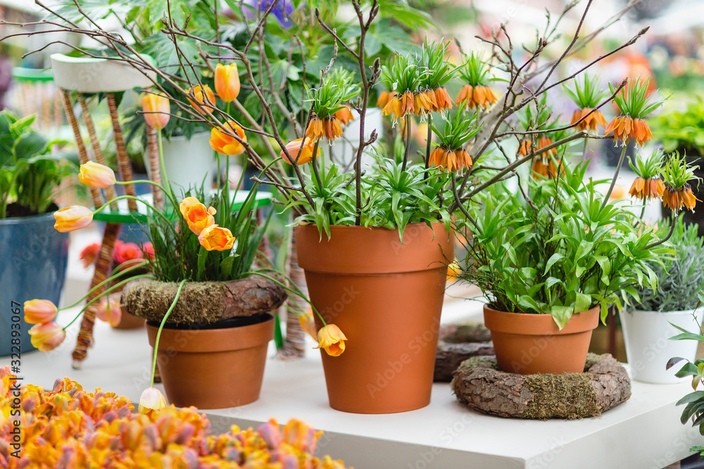 Orange tulips and fritillaria imperialis also known as The Premier or Crown Imperial in flower pots
