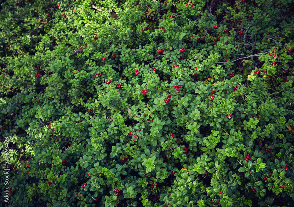 the whole lawn of ripe and fresh lingonberry in the forest, Vaccinium vitis-idaea the whole lawn of ripe and fresh lingonberry in the forest, Vaccinium vitis-idaea