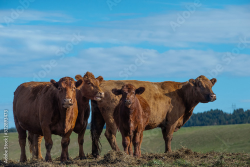 Group of cows in pasture