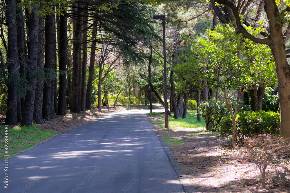 Fototapeta premium 公園の遊歩道