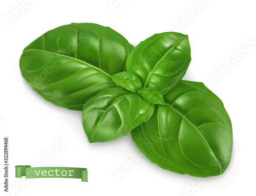 Ocimum, cooking basil. 3d realistic food illustration. Vector object