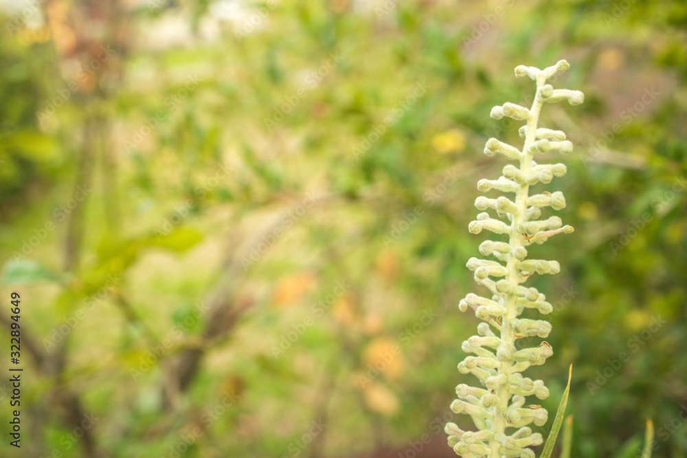 fern in the forest fern in the forest