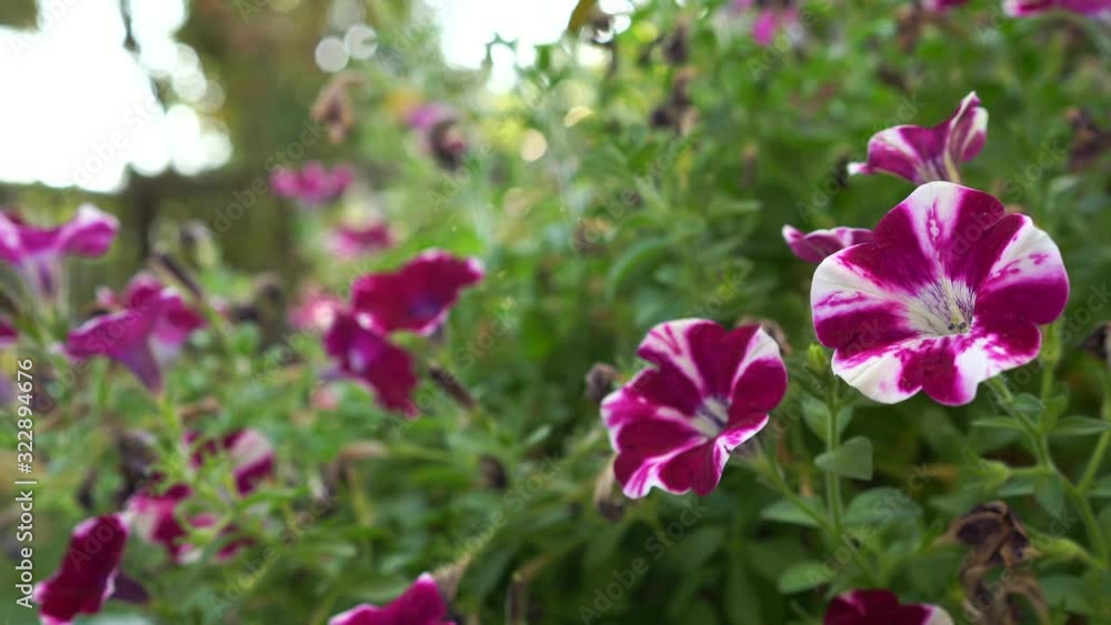 Beautiful blossom red color free pansy flower, background.