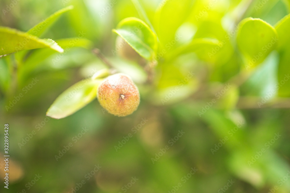 Fototapeta premium apple on tree