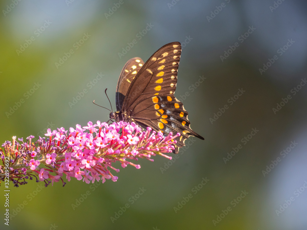 Black swallowtail butterfly in summer Black swallowtail butterfly in summer