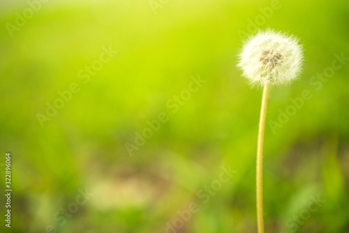 dandelion on grass