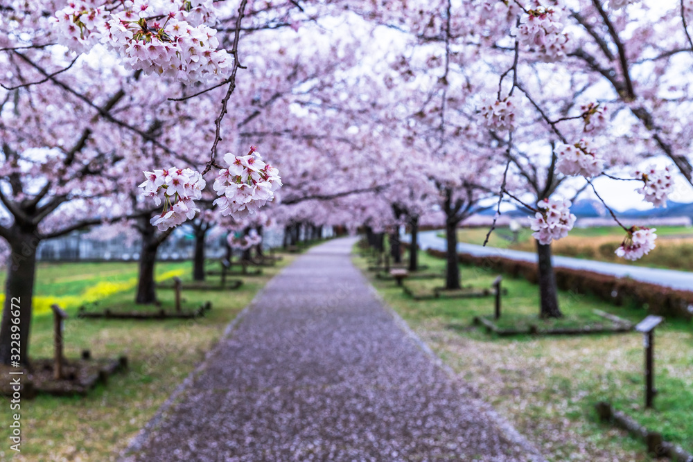 晴レノ日だけじゃない!雨の日の桜も素敵なんです! 晴レノ日だけじゃない!雨の日の桜も素敵なんです!