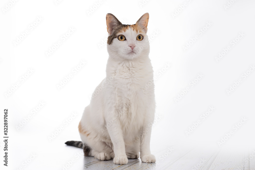 cat isolated on white background three yellow-eyed cat