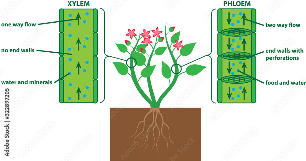 Plant diagram xylem and phloem Stock Vector Adobe Stock