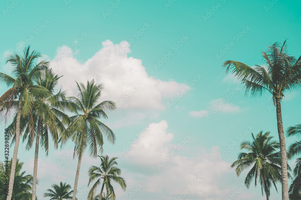 Obraz premium Tropical palm tree with summer blue sky background.