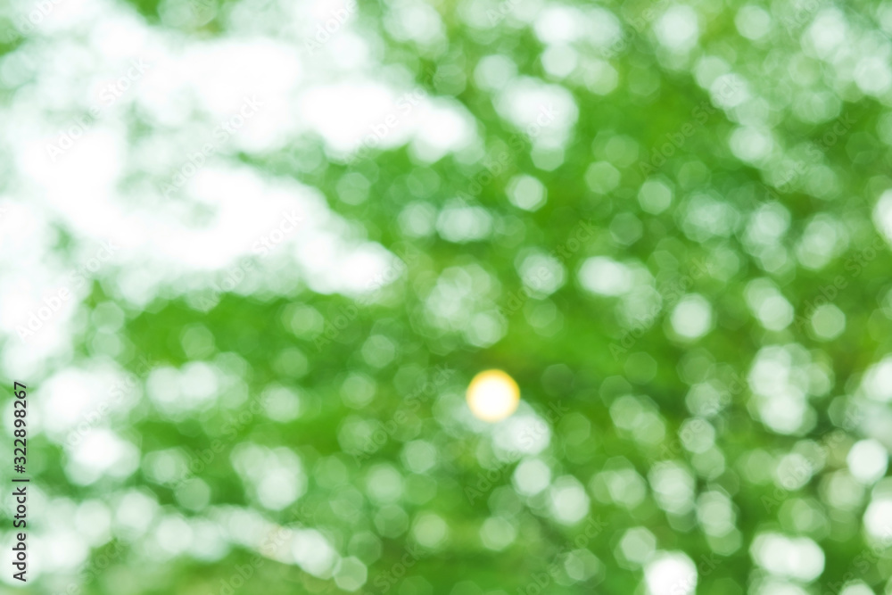 Obraz premium green background, blur bokeh nature