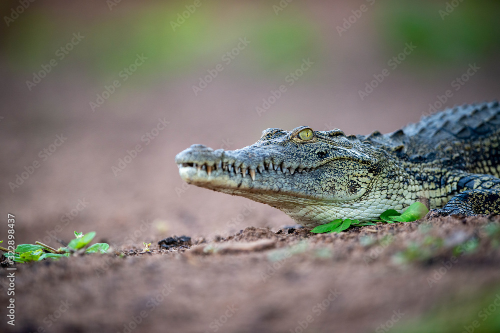 Obraz premium Crocodile