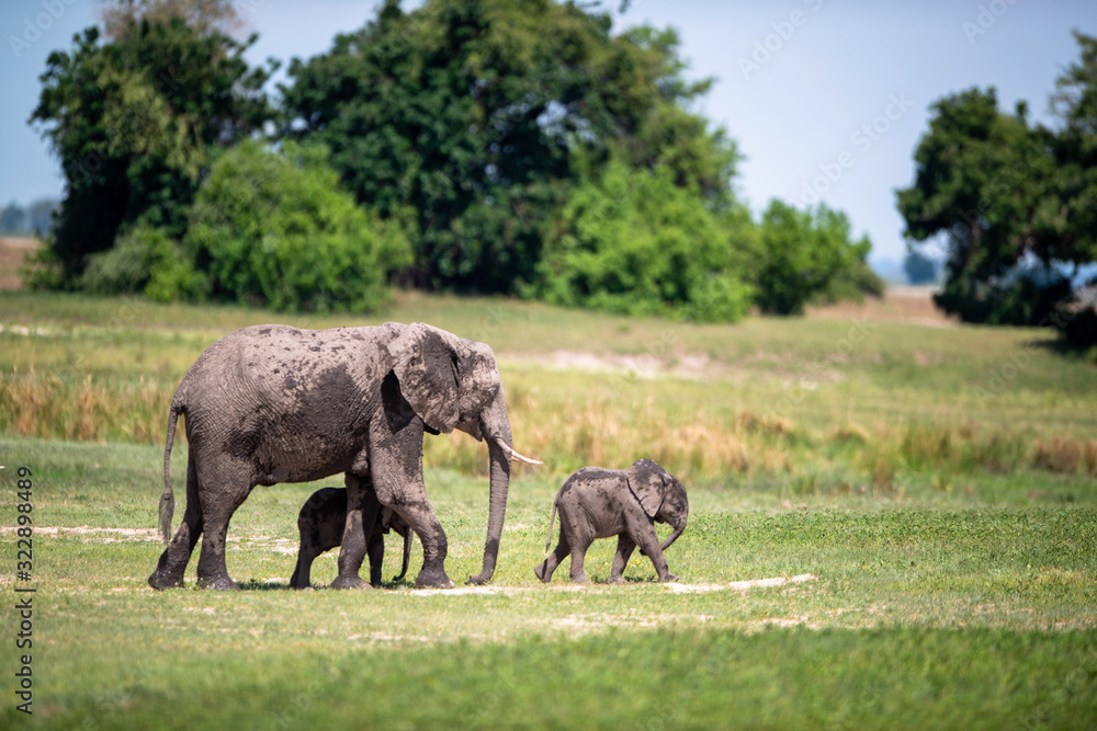 Fototapeta premium Elephant Family