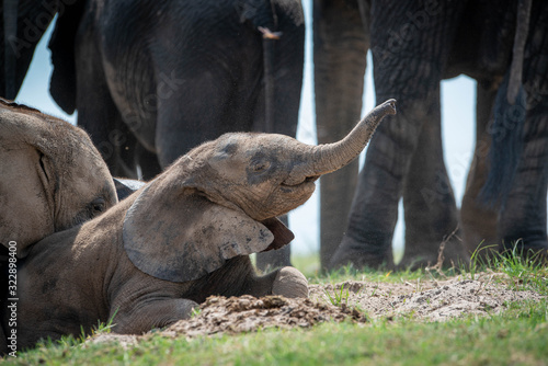Elephant Baby 