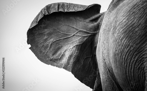 Elephant Ear