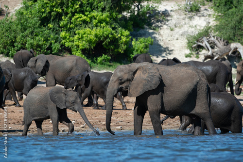 elephants in water