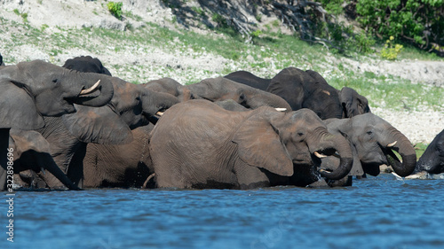Photography elephants in water