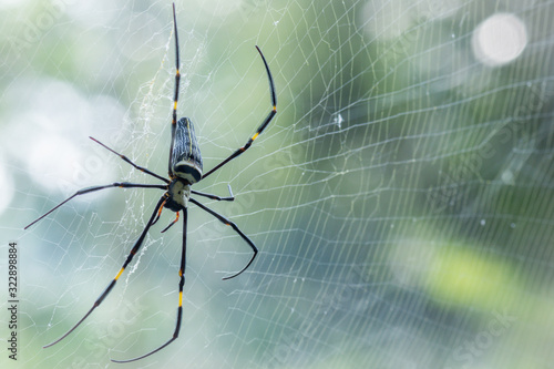 Portrait macro giant spider on spiderweb with green nature background and white bokeh, insect in forest. © NOPPHINAN