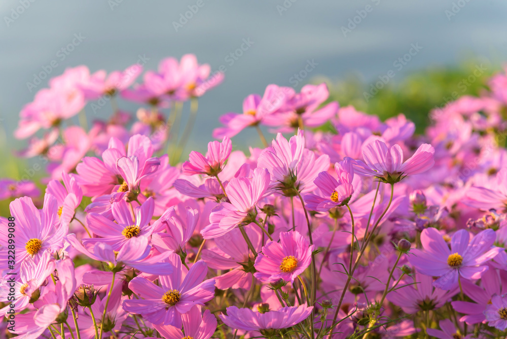 Cosmos flower in garden,Thailand Cosmos flower in garden,Thailand