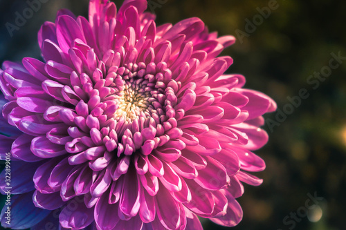Picture of Aster Flower