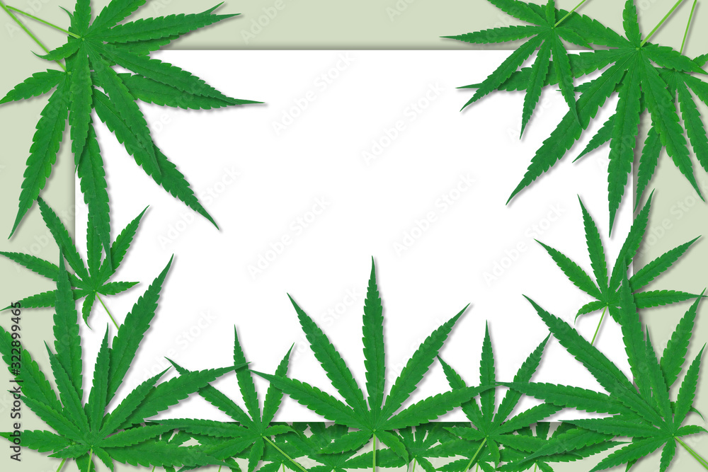 Cannabis leaf and space for text on white background.