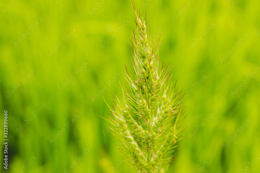 Nature background.Natural scenery of grass flowers. Nature background.Natural scenery of grass flowers.