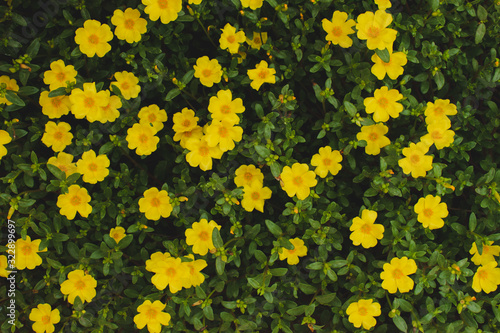 Yellow flowers with green leaves,Flower pattern natural color of flowers texture yellow and green leaf background.