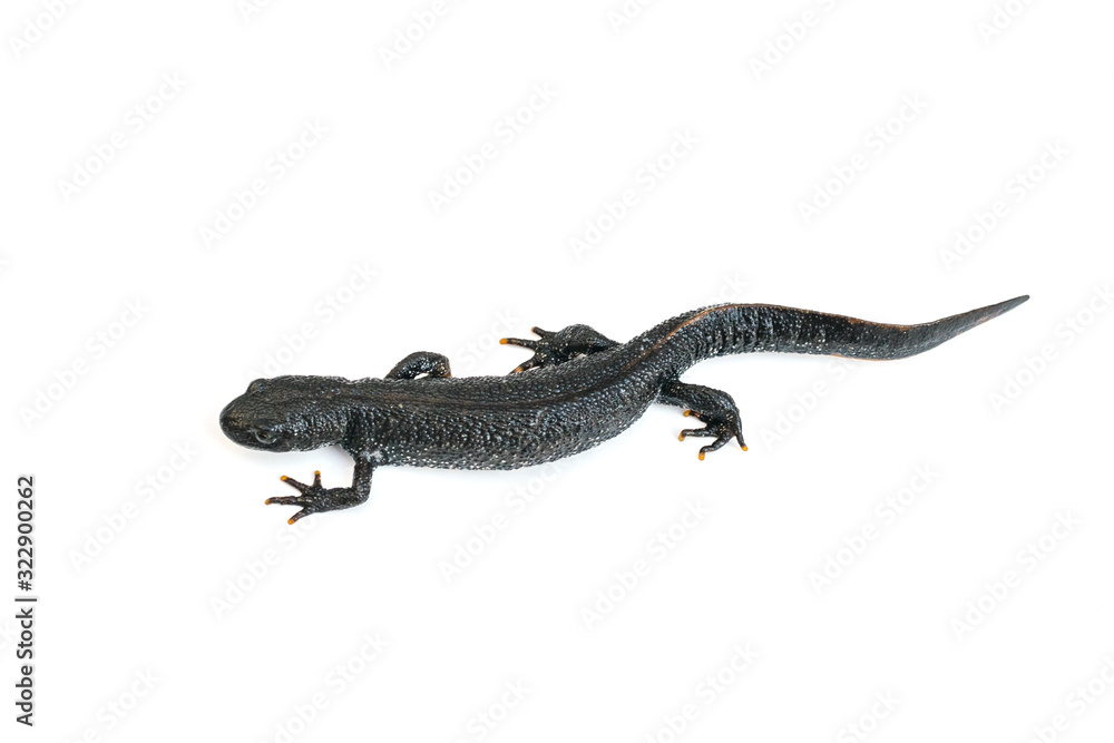 A creeping curving black newt isolated on a white background. The view from the top. A creeping curving black newt isolated on a white background. The view from the top.