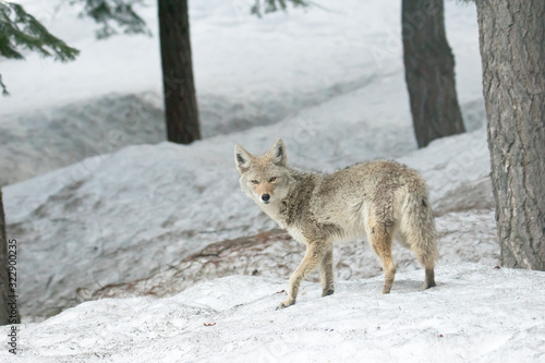 Coyote in Snow looking at camera