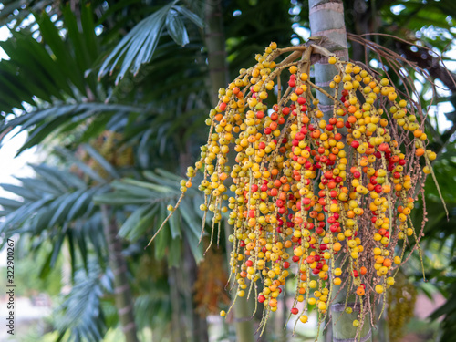 Foxtail palm tree with a colorful fruits photo