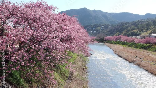 河津町の河津桜