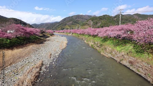 河津町の河津桜