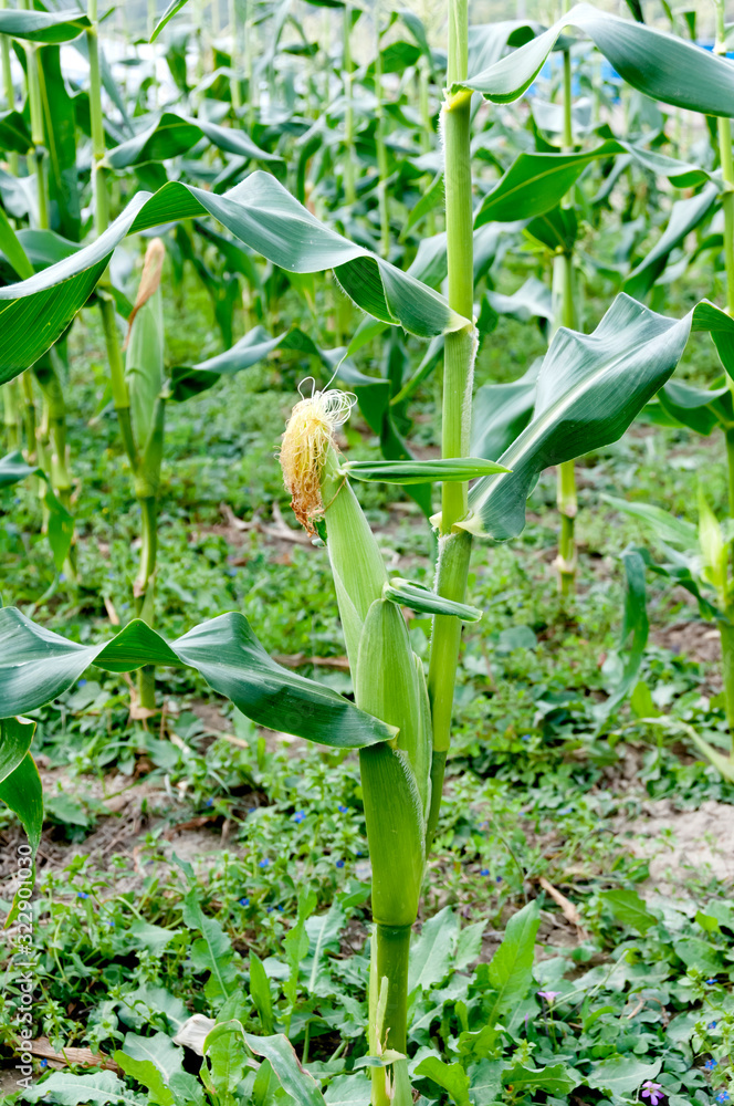 Obraz premium トウモロコシ