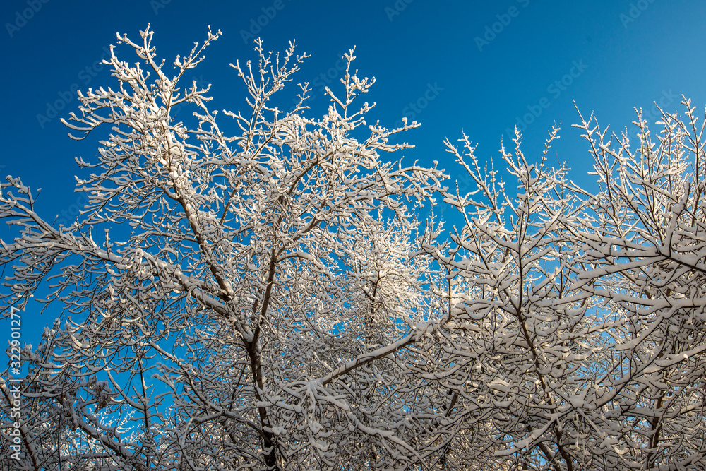 Beautiful frozen trees in Siberia
