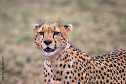 Close up of a cheetah with blood on its face after feeding on a recent kill.  Image taken in the Masai Mara, Kenya.	