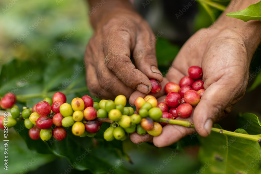 coffee plantation - obrazy, fototapety, plakaty 